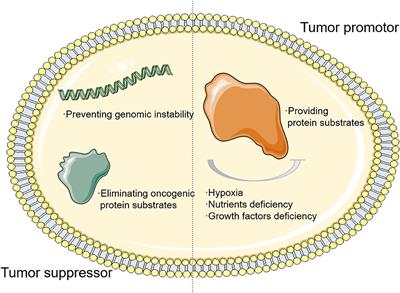 Crosstalk between autophagy and immune cell infiltration in the tumor microenvironment